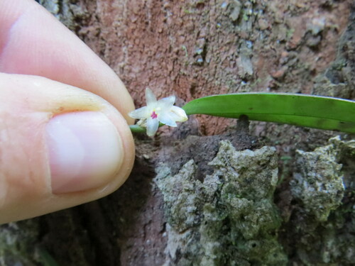 Octomeria grandiflora, photograph 6