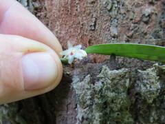 Octomeria grandiflora, photograph (c) Victor Farjalla Pontes, some rights reserved (CC BY)