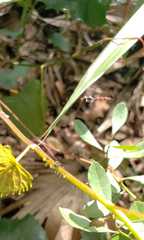 Ocyptamus fuscipennis