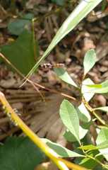 Ocyptamus fuscipennis