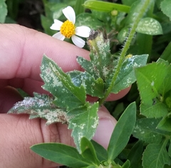 Tridax procumbens image