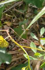 Ocyptamus fuscipennis