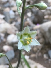 Anticlea elegans elegans
