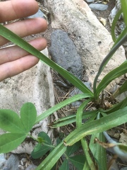 Anticlea elegans elegans