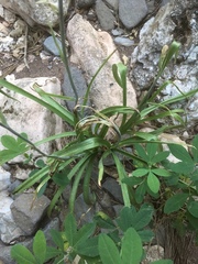 Anticlea elegans elegans