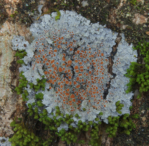 Big brown-eyed shingle