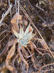 Dudleya saxosa collomiae