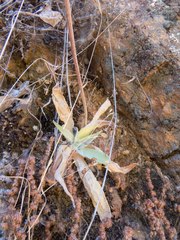 Dudleya saxosa collomiae