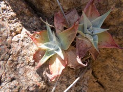 Dudleya saxosa collomiae