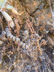 Astrolepis cochisensis