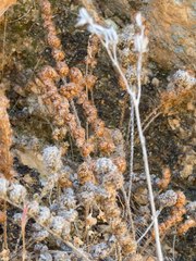 Astrolepis cochisensis