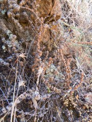 Astrolepis cochisensis