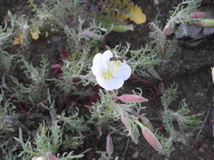 Oenothera albicaulis