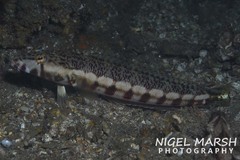 Parapercis stricticeps