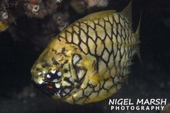 Cleidopus gloriamaris