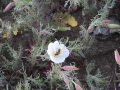 Oenothera albicaulis