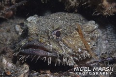 Batrachomoeus dubius