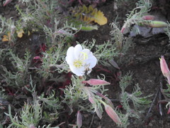 Oenothera albicaulis