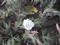 Oenothera albicaulis