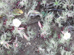 Oenothera albicaulis
