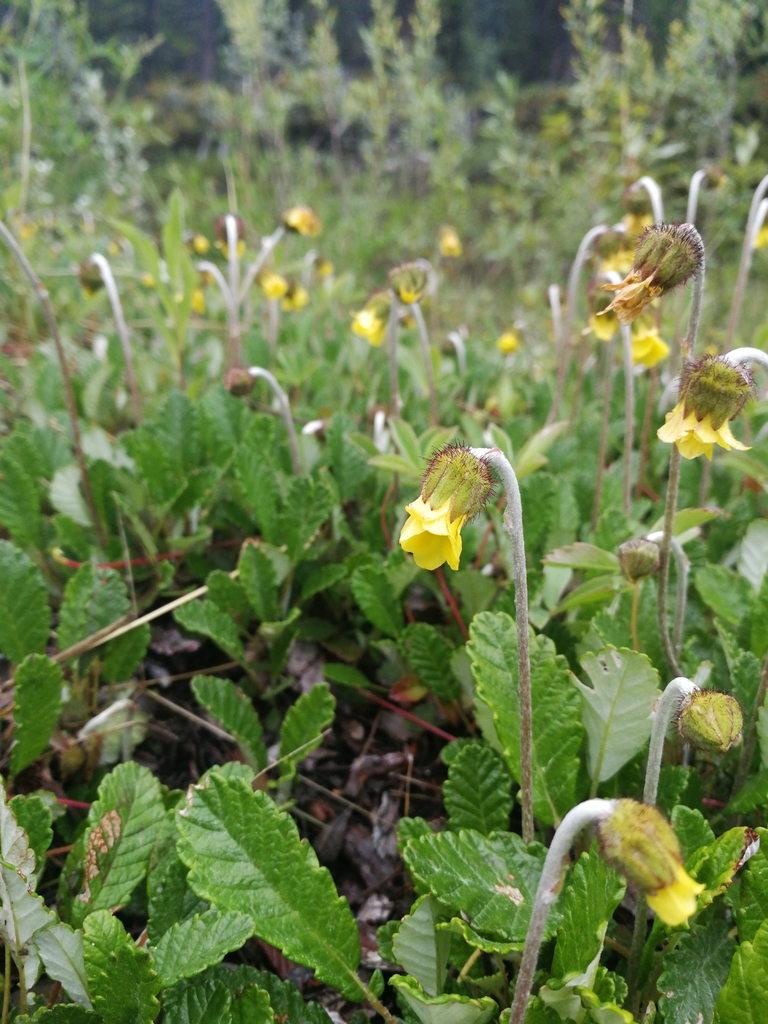 Dryadoideae