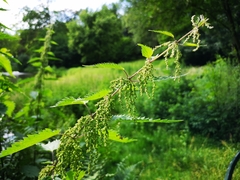 Urtica dioica