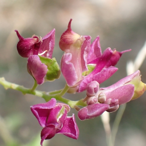 Image of Rhinotropis cornuta by no rights reserved