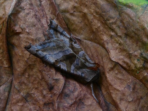 Brown Angle Shades photo 3