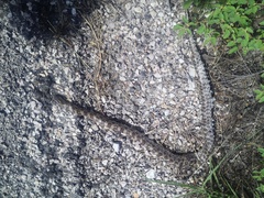 Lampropeltis calligaster