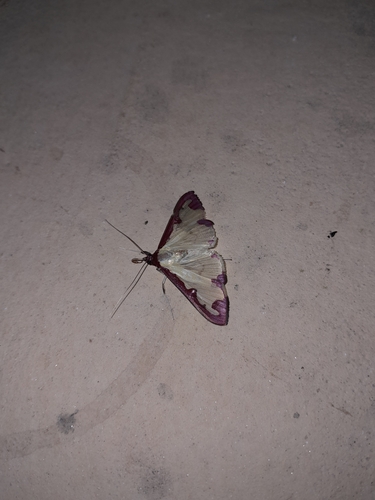 Purple-edged Pearl