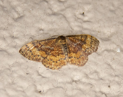 Leptostales rubromarginaria