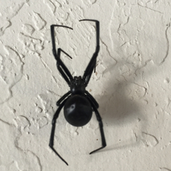 Latrodectus hesperus