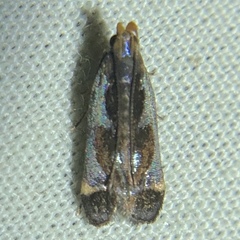 Dichomeris ochripalpella