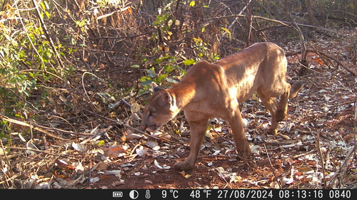 Mountain Lion