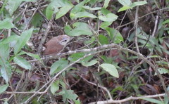 Uropsila leucogastra