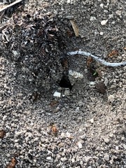 Dorymyrmex bureni
