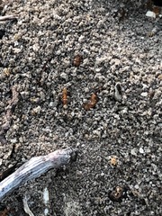 Dorymyrmex bureni