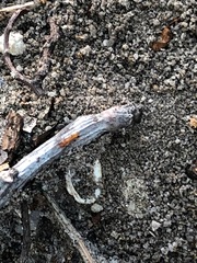 Dorymyrmex bureni