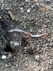 Dorymyrmex bureni