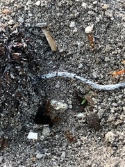 Dorymyrmex bureni