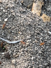 Dorymyrmex bureni