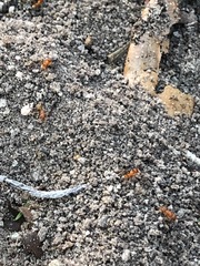 Dorymyrmex bureni