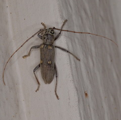 Eburia mutica