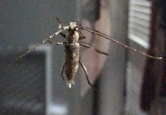Elaphidion mucronatum