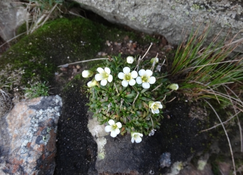 Pincushion plant (Diapensia lapponica)