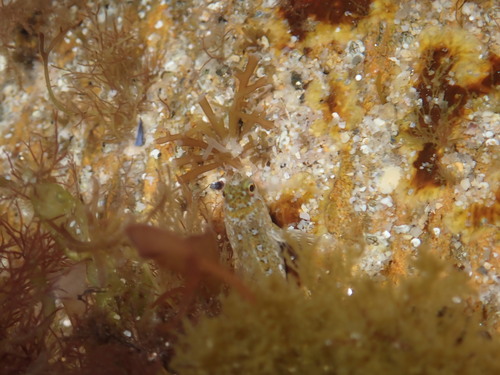 Photo of Rock Blenny (Mediterranean) (Lipophrys pholis)