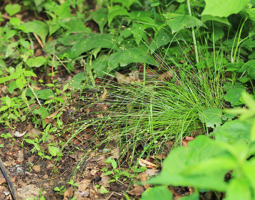 Carex remotiuscula iNat (1)