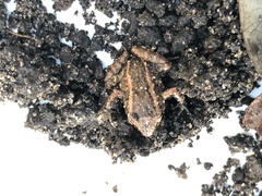 Eleutherodactylus planirostris