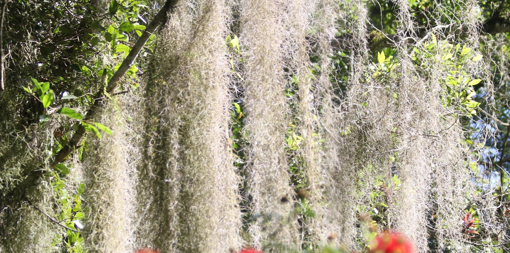Tillandsia usneoides