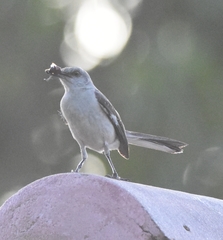Mimus polyglottos